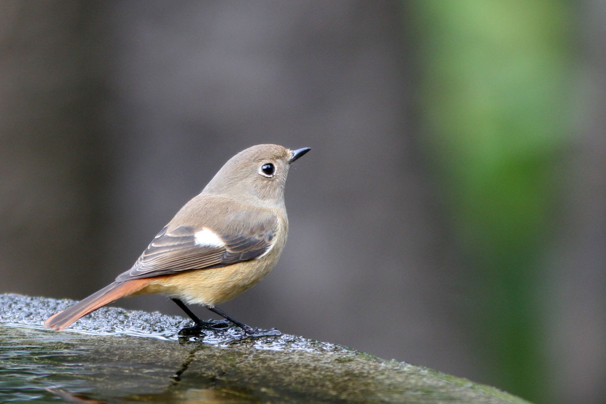 権現山です　ジョウビタキのメスが来ました　かわいいね